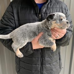 Australian Cattle Dog, Miniature Australian Shepherd, and Toy Australian Shepherd Puppies from Blue Creek Farms