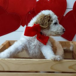 Goldendoodle and Golden Retriever Puppies from Carolina Goldendoodle