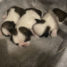 Shih Tzu Puppies from Willow Lane Shih Tzus