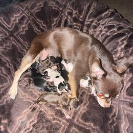 6 puppies accepting applications will list for sale on 3-28 - Chocolate and tan male Chihuahua puppy in Anoka, Minnesota from Anoka County MN AKC Chihuahuas