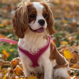 Cavalier King Charles Spaniels from Scofield Cavaliers