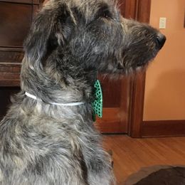 Irish Wolfhounds from Castle Keep Hounds, LLC