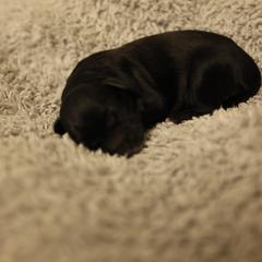 E - Black and white female Mal-Shi puppy in Sacramento, California from FurKids