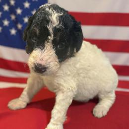 Charlie - Black and white female Bernedoodle puppy in Strattanville, Pennsylvania from Goldhaly Peach Doodles
