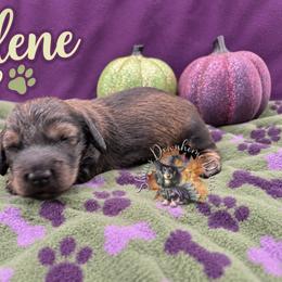 Jolene - Cream female Dachshund puppy in Hockley, Texas from Shans Down Home Doxies