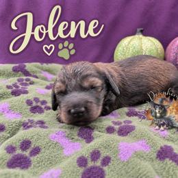 Jolene - Cream female Dachshund puppy in Hockley, Texas from Shans Down Home Doxies