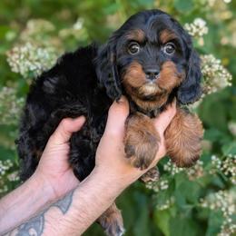Harvest - Black and tan male Cavapoo puppy in Coshocton, Ohio from Forever Family Puppies