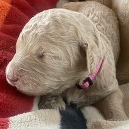Petunia - Cream female Labradoodle puppy in Toledo, Washington from Bigfoot Doodles