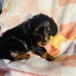 Boy 1 - Dapple male Dachshund puppy in Oklahoma from DRB Dachshunds
