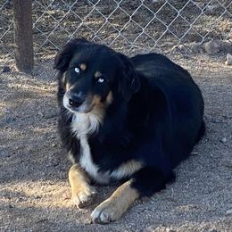 Chiron (shurohn) - Australian Shepherd