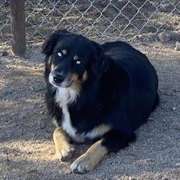 Chiron (shurohn) - Australian Shepherd