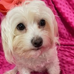 Maggie - Maltese