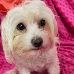 Maggie - Maltese