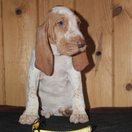 Boy 1 - White and orange male Bracco Italiano puppy in Osceola, Wisconsin from Legend Bloodhounds