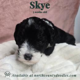 Skye - female Australian Mountain Doodle puppy in Escondido, California from North County Doodles