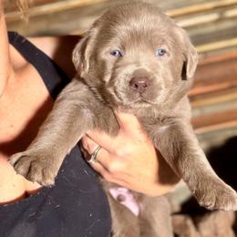 Chick-o - Silver male Dilute Retriever puppy in Baldwin City, Kansas from Hedge Lane Labradors