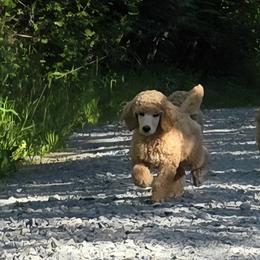 Light Blue - Apricot male Poodle puppy in Orting, Washington from Coplar Creek Standard Poodles