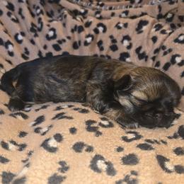 Rocky AKC - Sable male Shih Tzu puppy in Henry, Virginia from Hardradas Dynasty Kennel