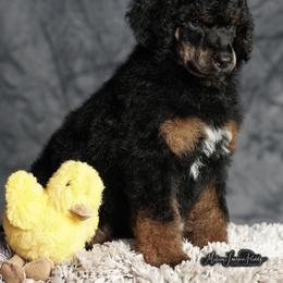Poodle Puppies from Antigua Standard Poodles
