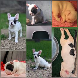 French Bulldog Puppies from G & K Frenchies LLC