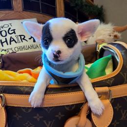 Vinny - Black and white male Chihuahua puppy in Amity, Pennsylvania from Baxters Chihuahuas