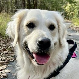 Golden Retrievers from Hudsons Golden Retrievers