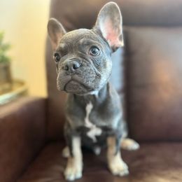 Shaggy - Black and tan male French Bulldog puppy in Hampstead, Maryland from The Frenchie Life