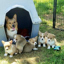 Foxy - Pembroke Welsh Corgi