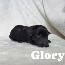 Glory - Black female Labrador Retriever puppy in Lucasville, Ohio from Backwoods Labradors