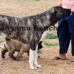 Siri - Anatolian Shepherd Dog