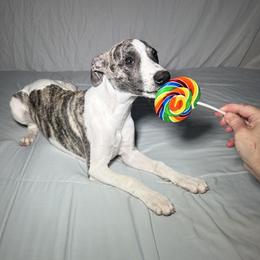 Athos - White and blue brindle male Whippet puppy in London, Kentucky from Tigger’s Whippets