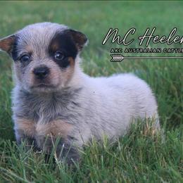 Lyric - Blue speckled female Australian Cattle Dog puppy in Waxahachie, Texas from MC Heelers