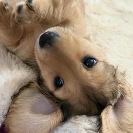Felicity - Cream female Dachshund puppy in Murfreesboro, Tennessee from Kimbrie's Dream Cream Doxies