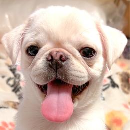 Jasper (runt) - White male Pug puppy in Morgantown, West Virginia from Groovy Pugs