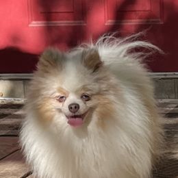 Paco - Pomeranian