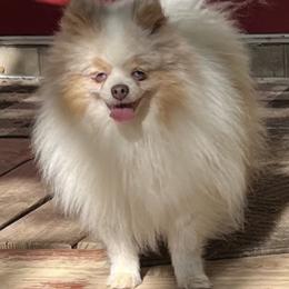 Paco - Pomeranian
