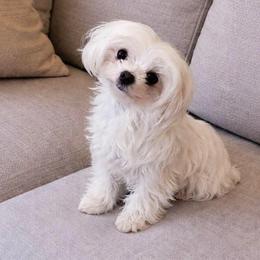 Bella - Maltese