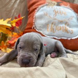 Schroeder - Silver male Great Dane puppy in Corsica, Pennsylvania from Ferguson Family Danes LLC