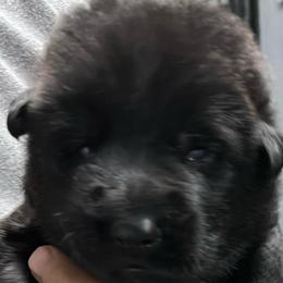 Lottie- pink collar - Black female German Shepherd puppy in Sharon Grove, Kentucky from Julie’s Shepherds