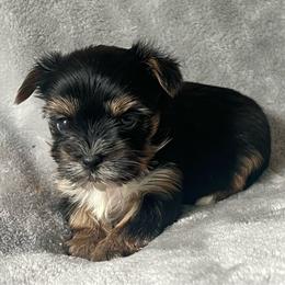 Dolly - Black and tan female Yorkshire Terrier puppy in Jacksonville, Florida from The Yorkie Shack