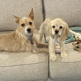 Cocker Spaniel Puppies from Anastasia Knight's Cocker Spaniels