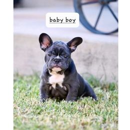 French Bulldog Puppies from Pet frenchies