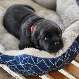 Boy 4 - Black male Labrador Retriever puppy in Saunemin, Illinois from Shooting Star Labs