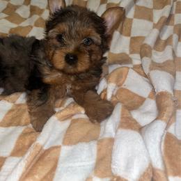 Penny 3000 - Merle female Yorkipoo puppy in Gastonia, North Carolina from Dynasty Kennel