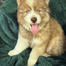 Maverick - Agouti and white male Siberian Husky puppy in Sherwood, Oregon from Whiskey River Siberians