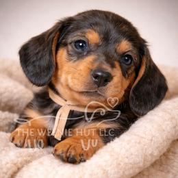 Mocha - Chocolate and tan female Dachshund puppy in Crandall, Texas from The Weenie Hut LLC