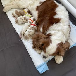 Cavalier King Charles Spaniel Puppies from Ellas.Pups