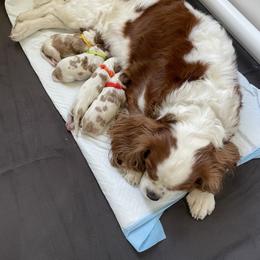 Cavalier King Charles Spaniel Puppies from Ellas.Pups