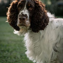 Boone - English Springer Spaniel