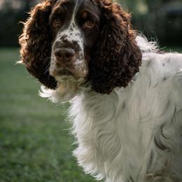 Boone - English Springer Spaniel